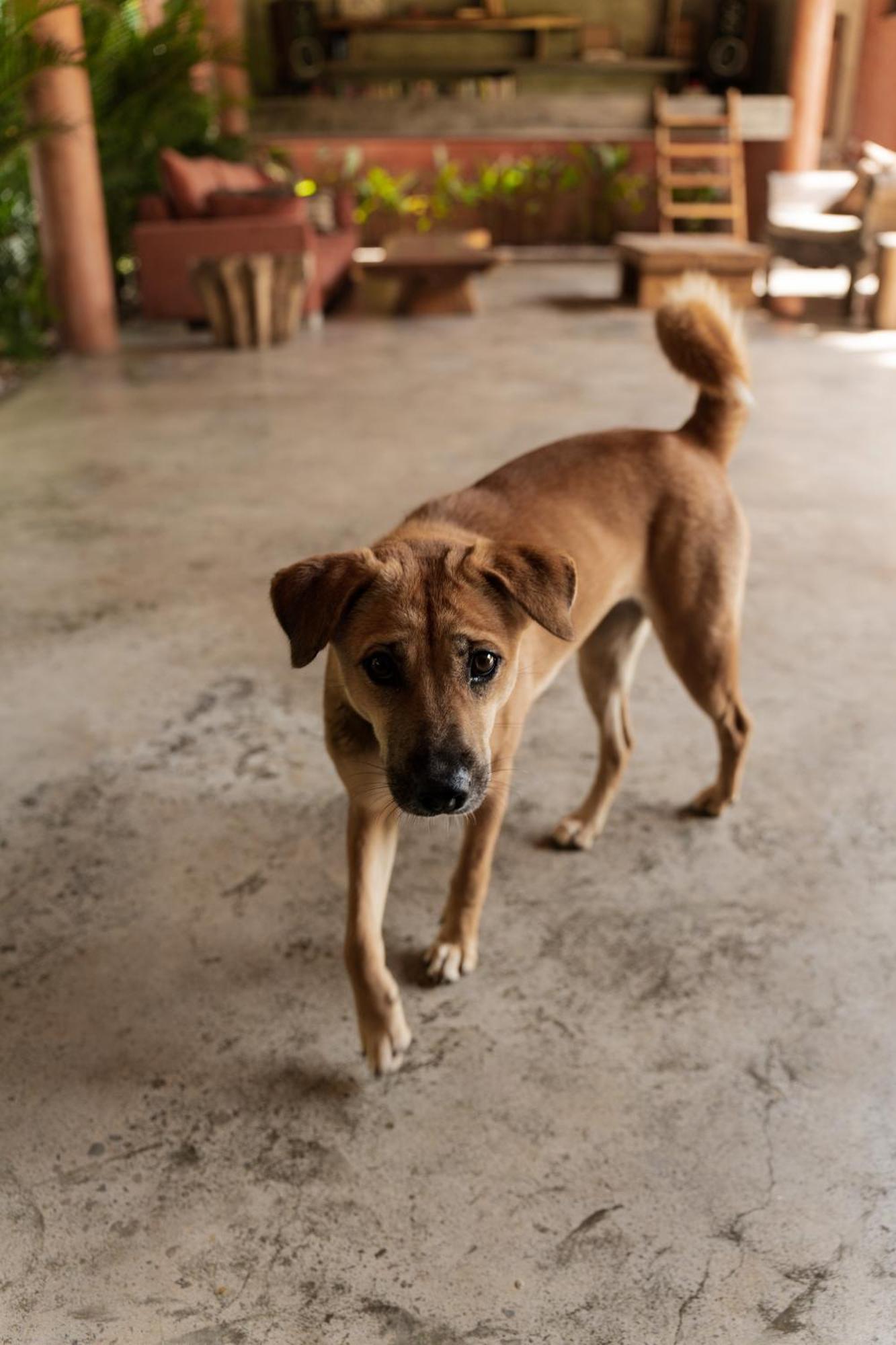 Lulu'S Villas อูลูวาตู ภายนอก รูปภาพ